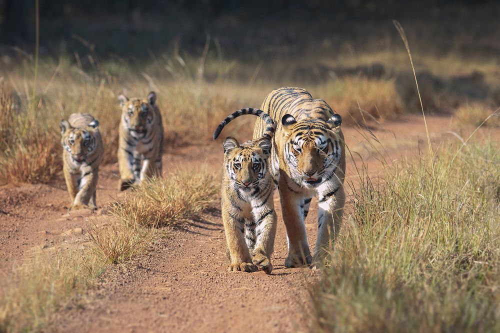 Photograph by Praveen Pai