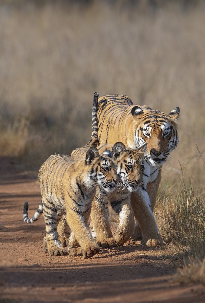 Photograph by Praveen Pai