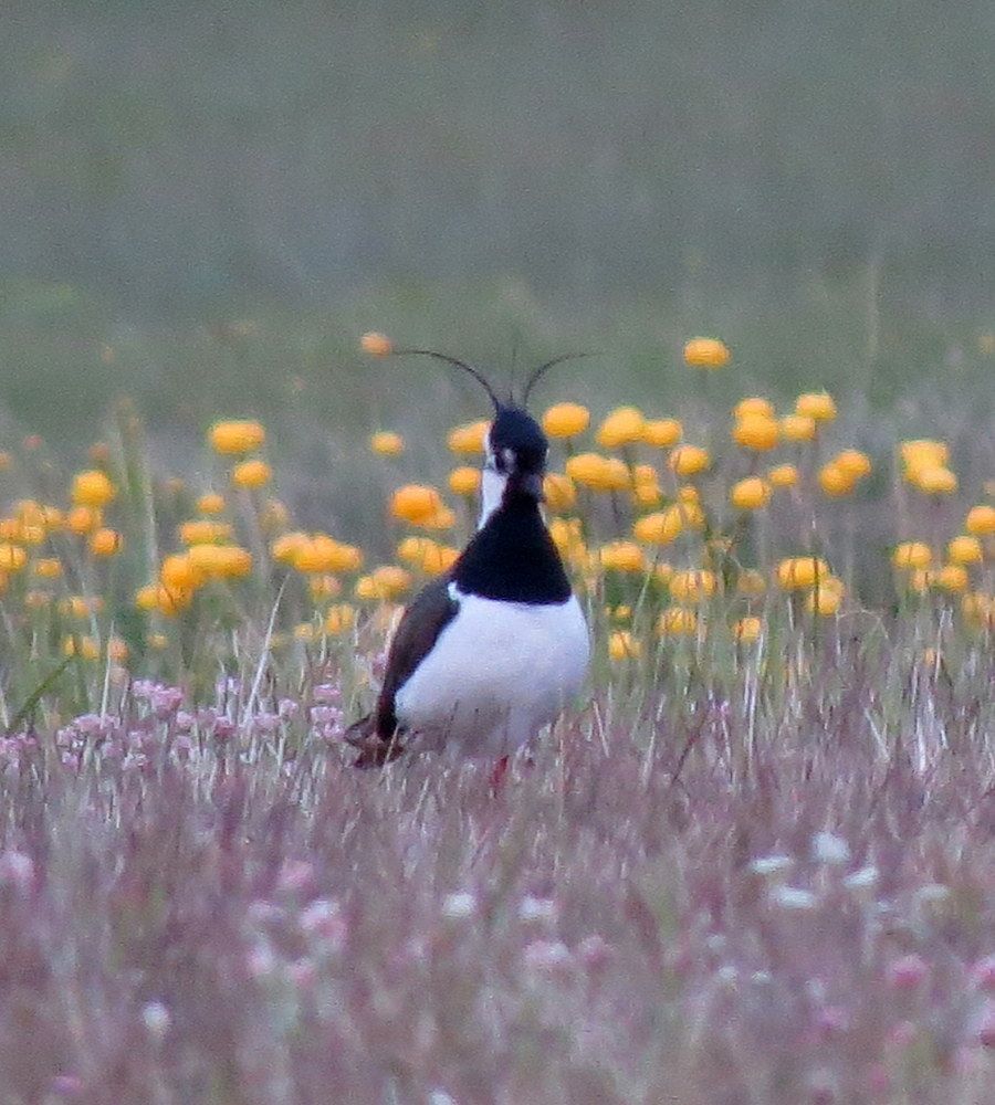 Photograph by Екатерина Филина