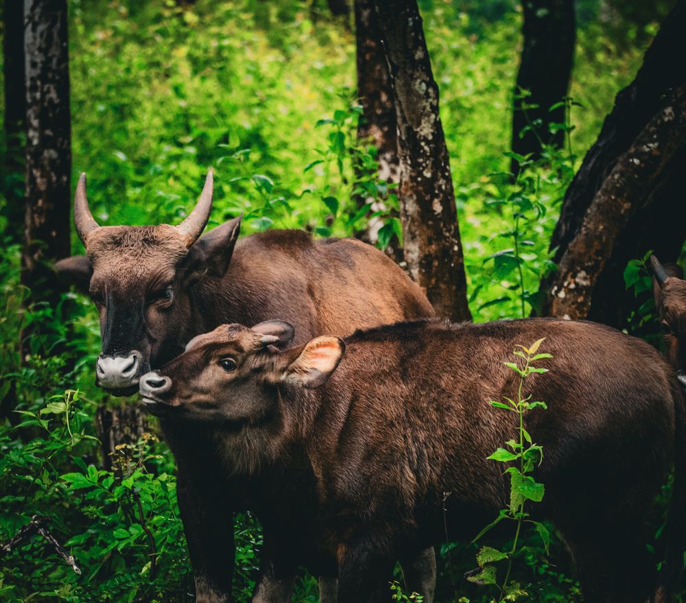 Photograph by Sarasija