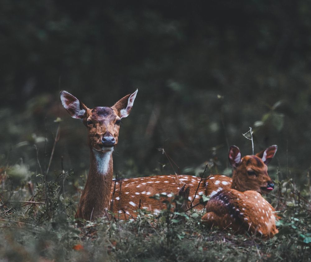 Photograph by Sarasija