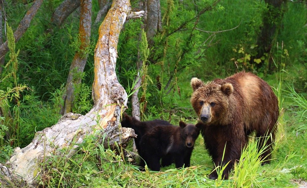 Photograph by Диана Жагрина