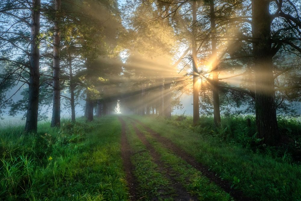 Фотография автора Александр Пашеничев