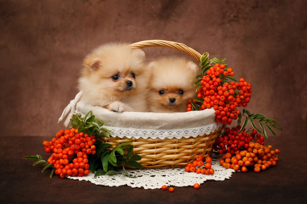 Photograph by Костусева Евгения Юрьевна