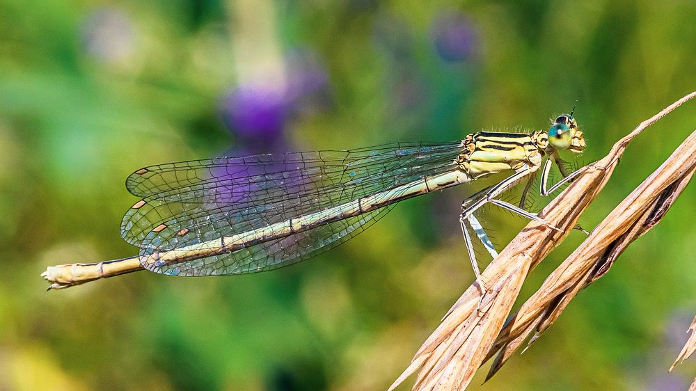 Фотография автора Николай Бологов