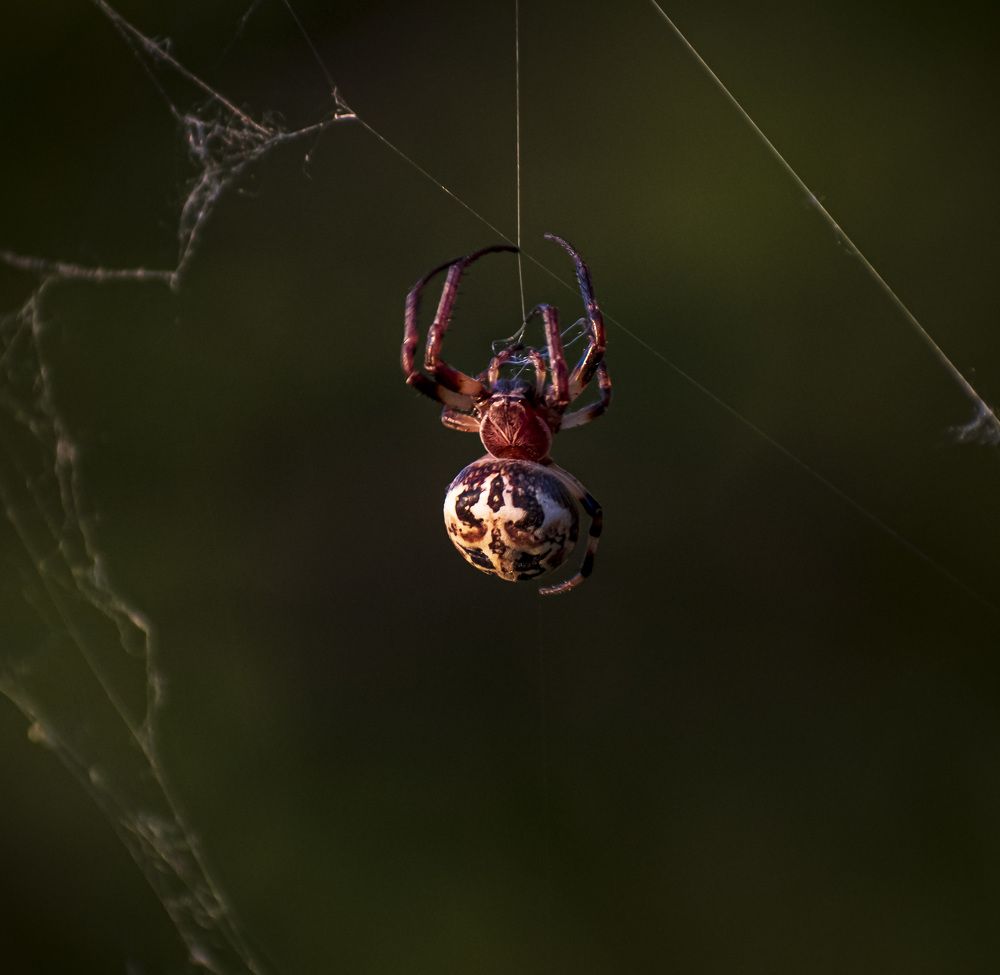 Photograph by Irina Luidinshina