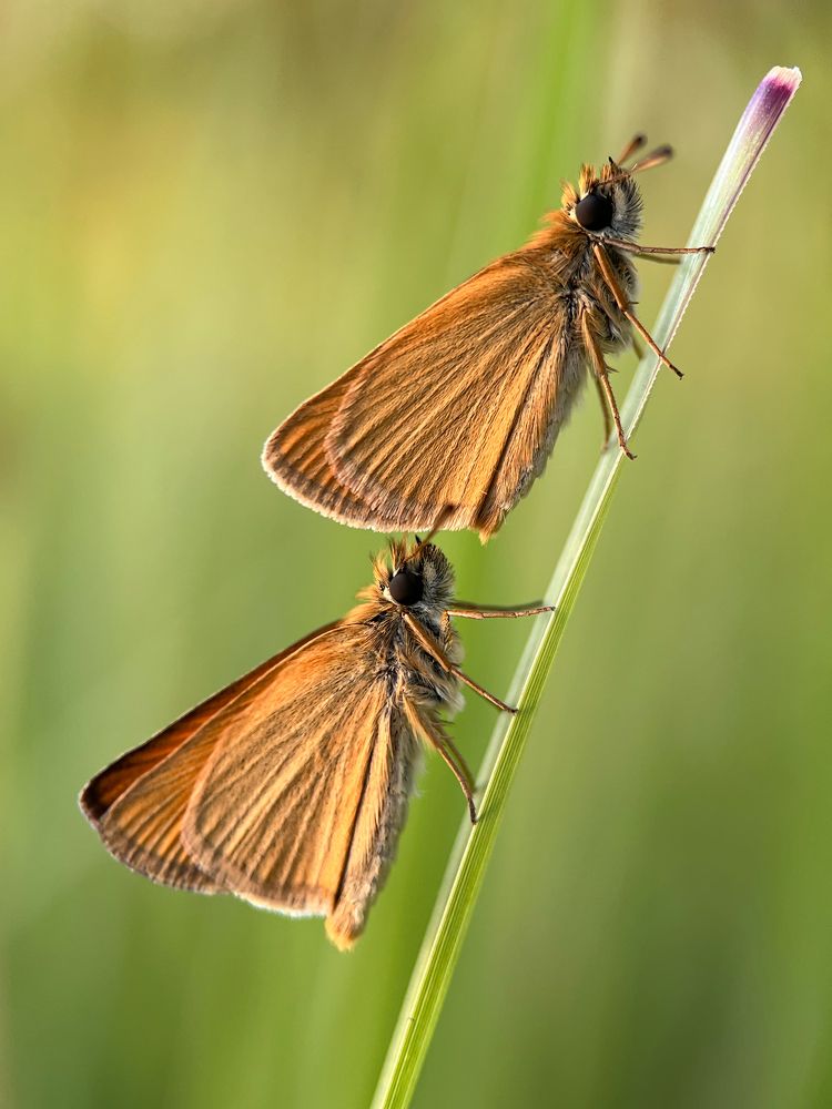 Бабочки на травинке