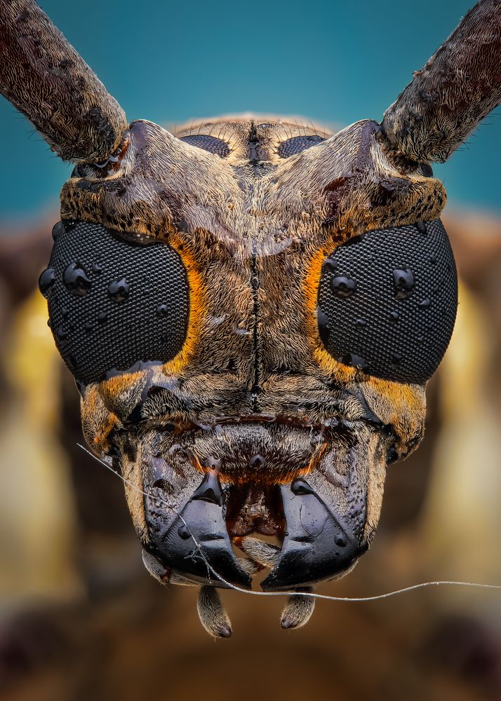 Photograph by Tran The Ngoc