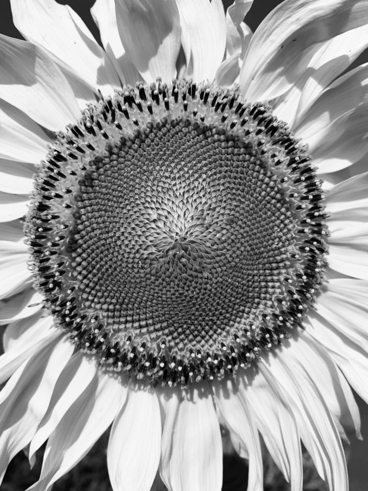 Photograph by Swetlana Lebedev