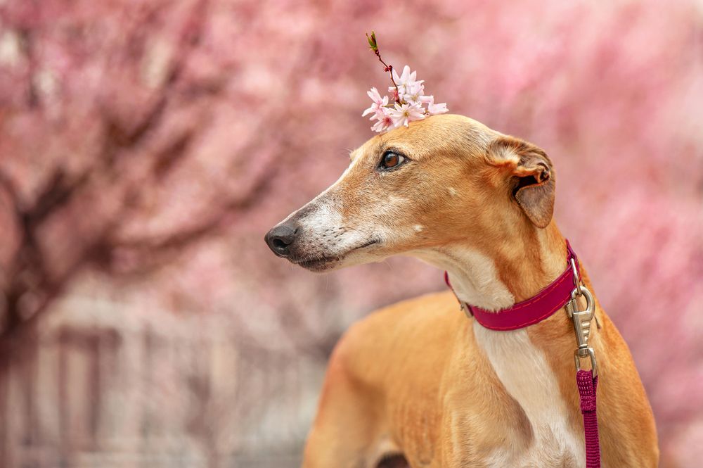 Photograph by Татьяна Калмацуй