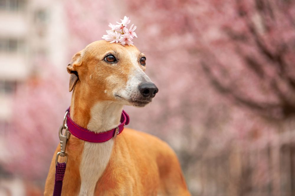 Photograph by Татьяна Калмацуй