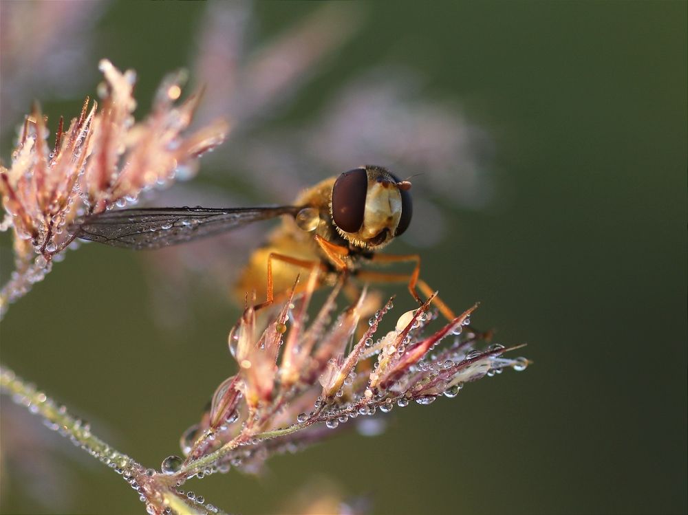 Муха-цокотуха