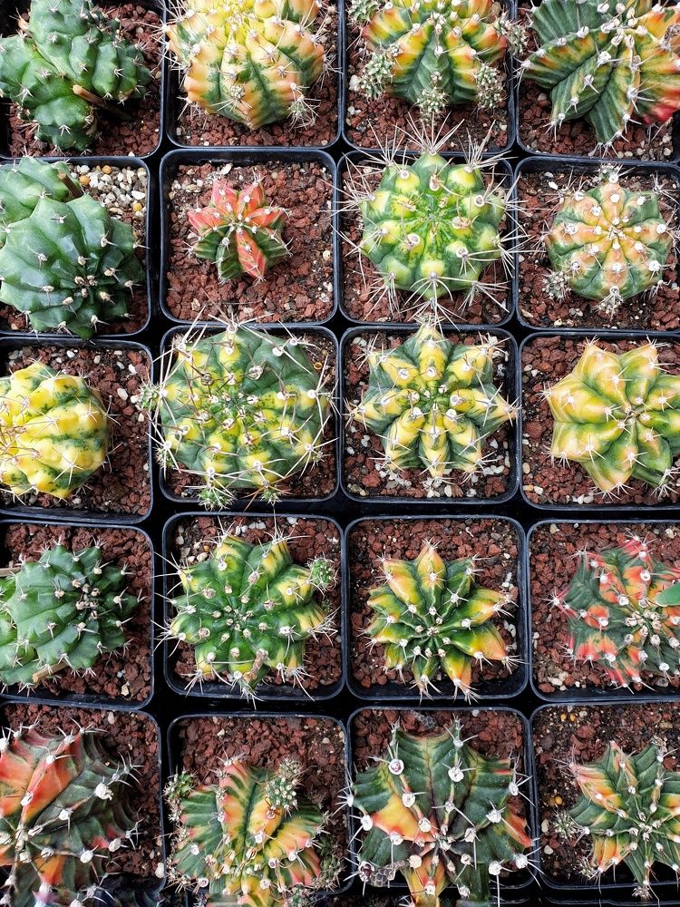 Photograph by Наталья Адалинская