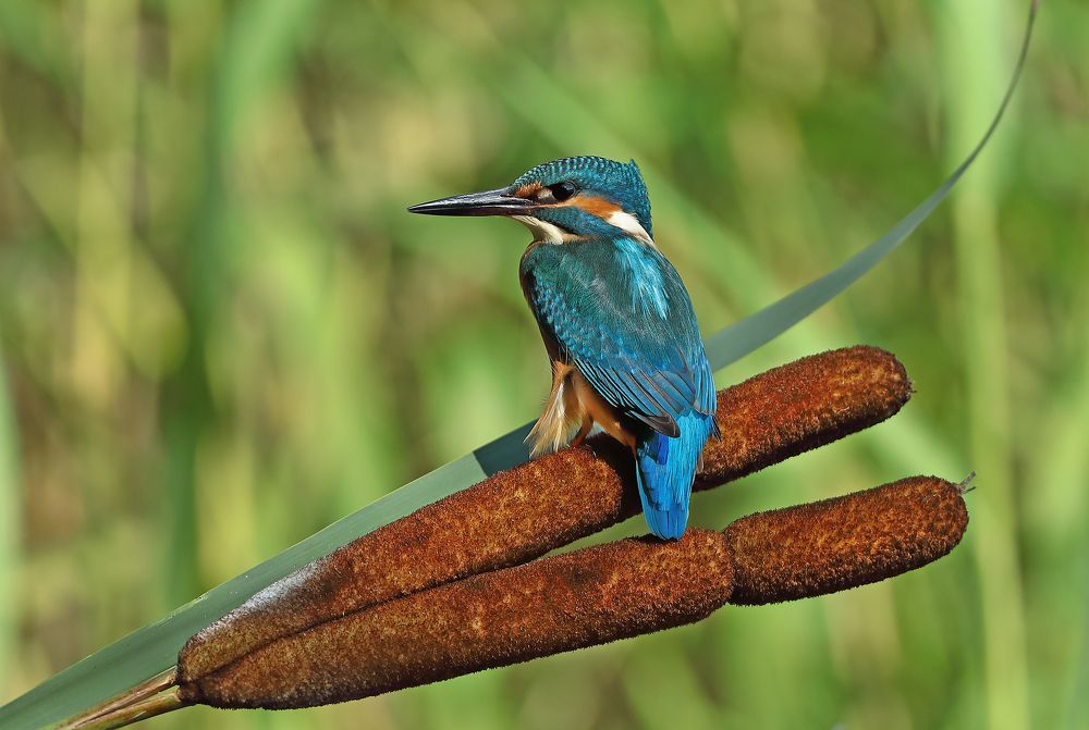 Фотография автора Гусар Александр