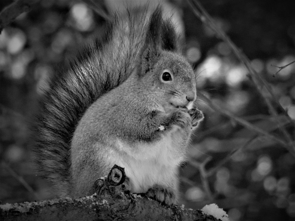 Photograph by Марина Раткун