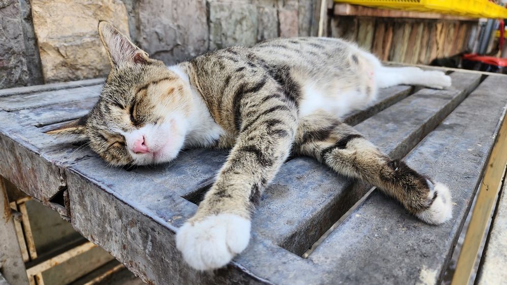 Photograph by Mina Mamdouhi