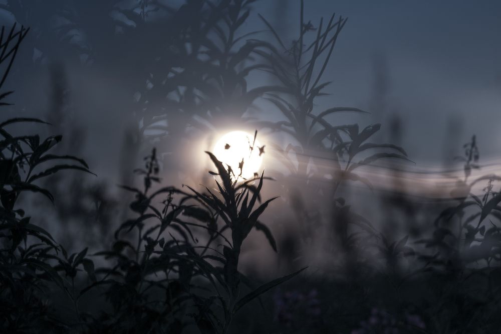 Photograph by Ирина Баландина