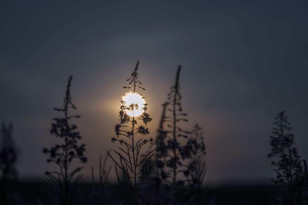 Photograph by Ирина Баландина