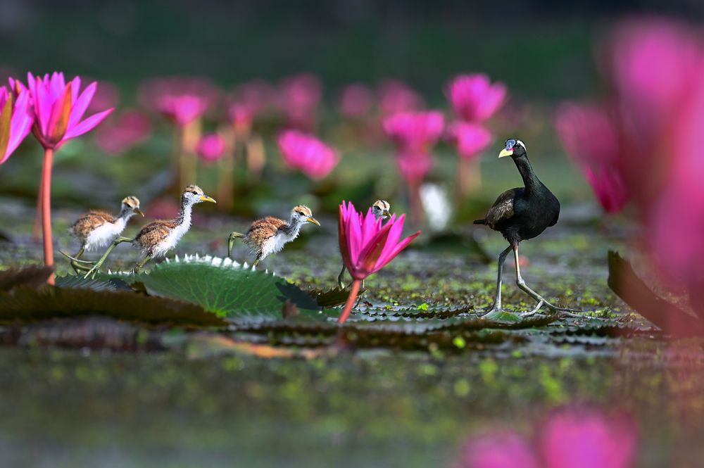 Photograph by SUBHODEEP BHAKTA