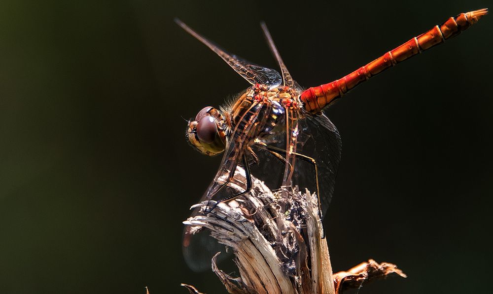 Photograph by Владимир Безбородов