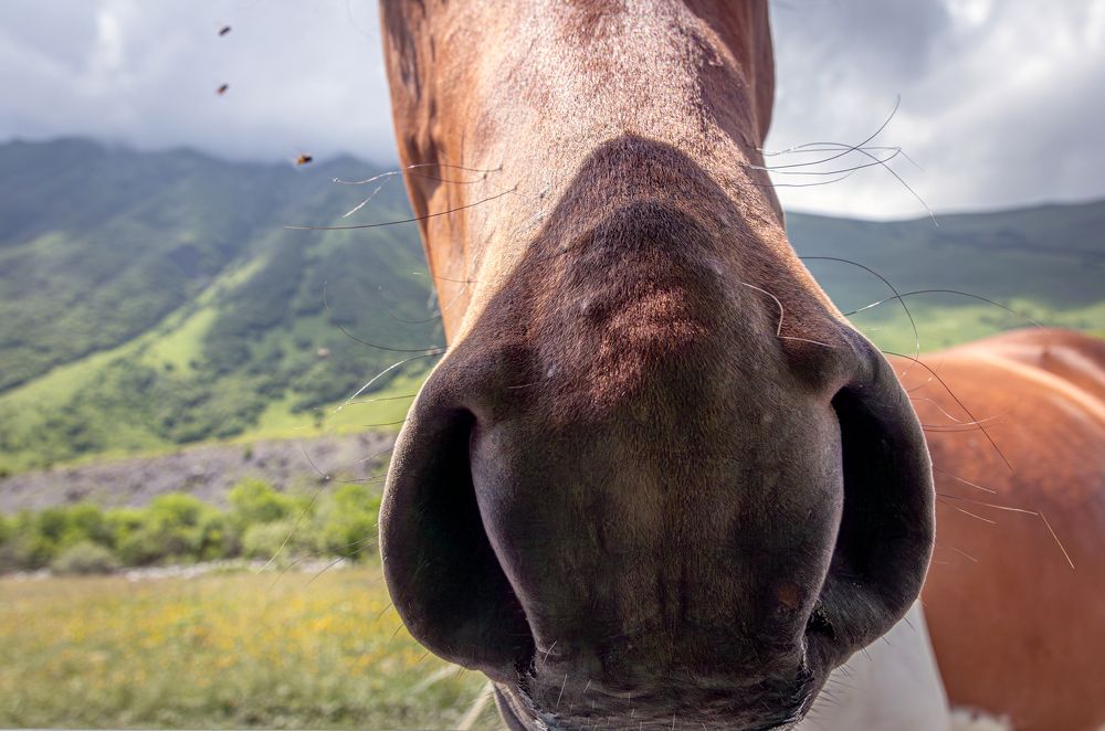 Photograph by Сергей Христинич