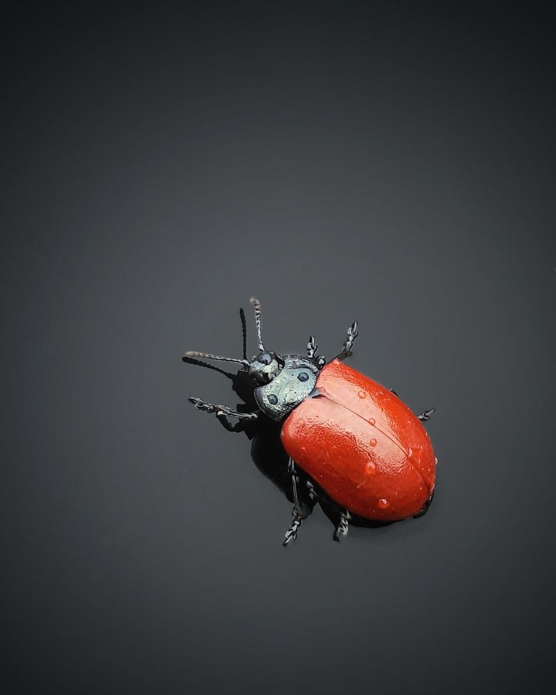 Photograph by MobigrafVDK