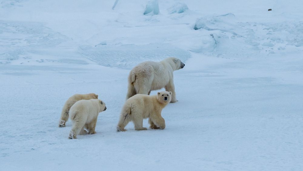 Photograph by Игорь Приданников