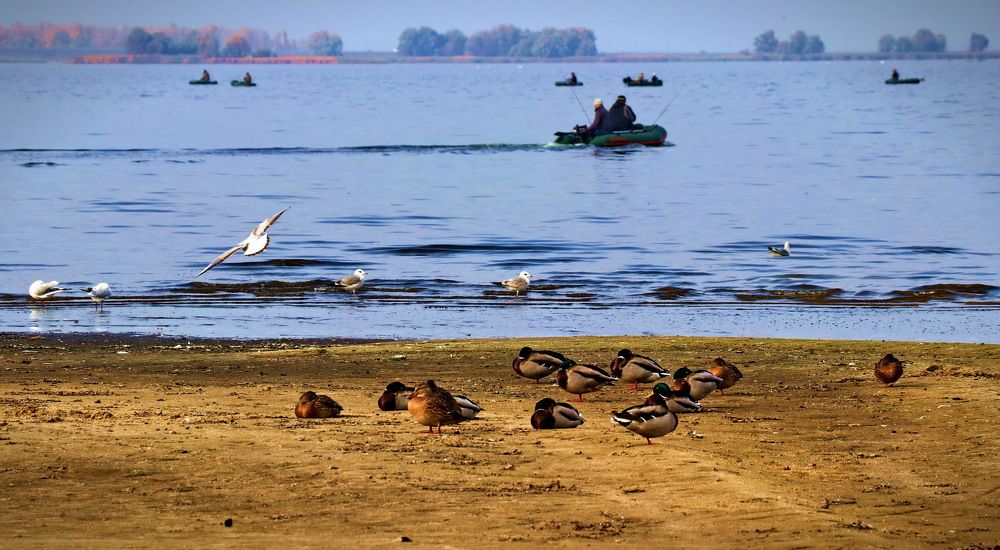 Мирное соседство.