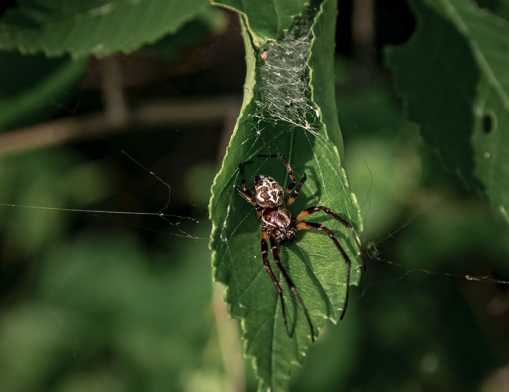 Photograph by Irina Luidinshina