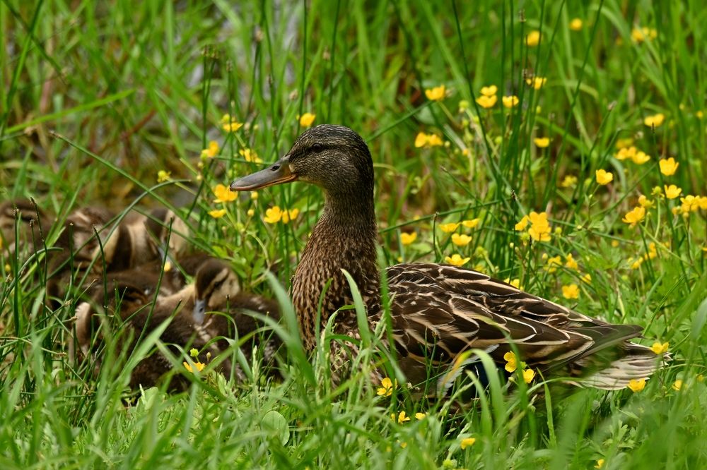 Photograph by Алексей Гордеев