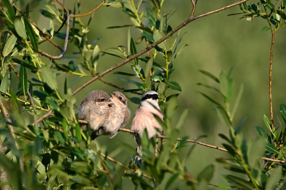 Photograph by Алексей Гордеев