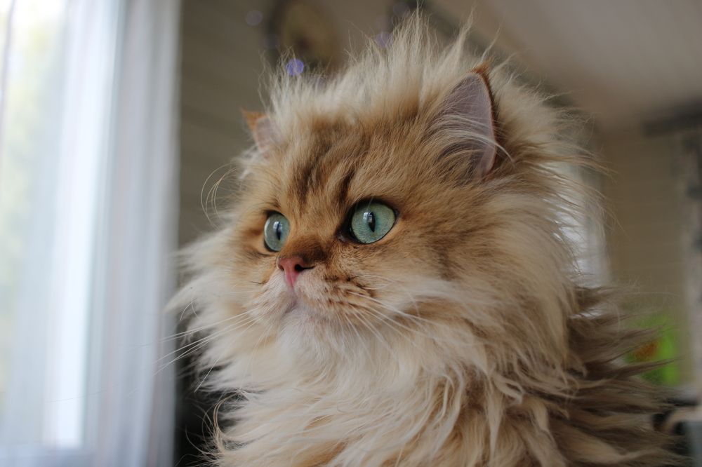 Крис задумался))