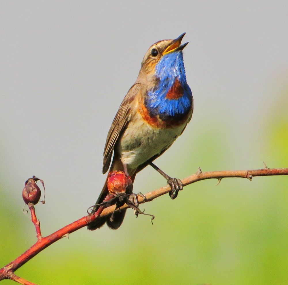 Пение варакушки