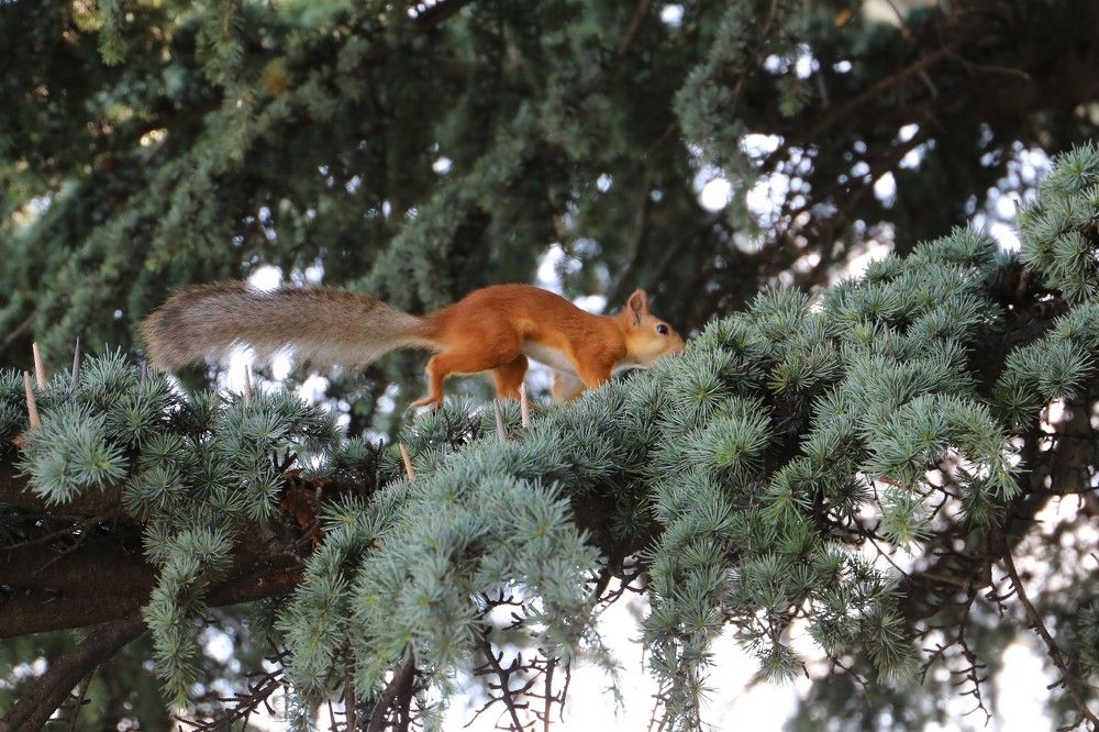 Photograph by Михаил Беликов