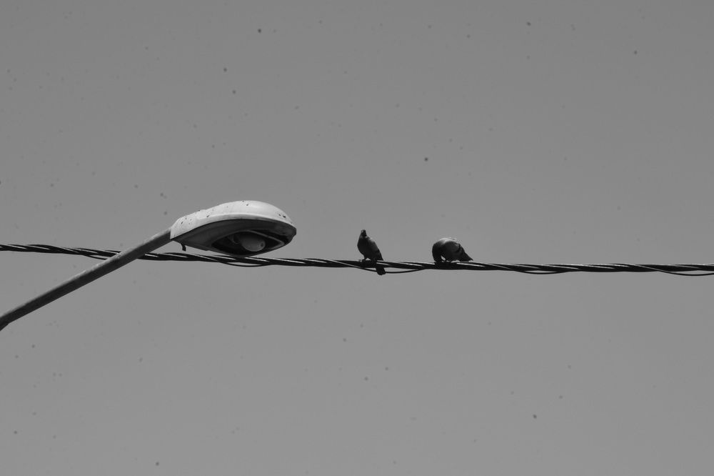 The birds