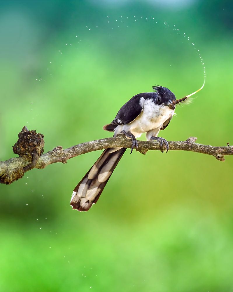 Jacobin cuckoo with Caterpillar