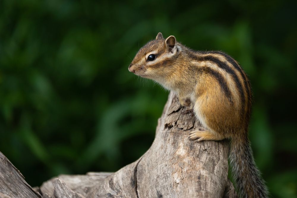 Сибирский бурундук