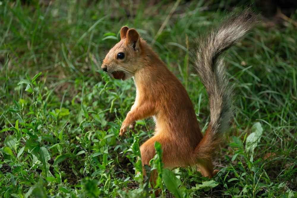 Рыжий профиль