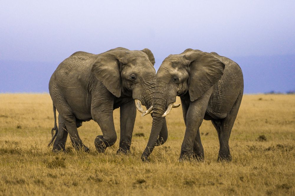 Tuskers