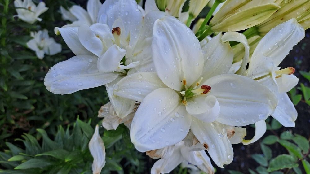 Photograph by Николай Худяков