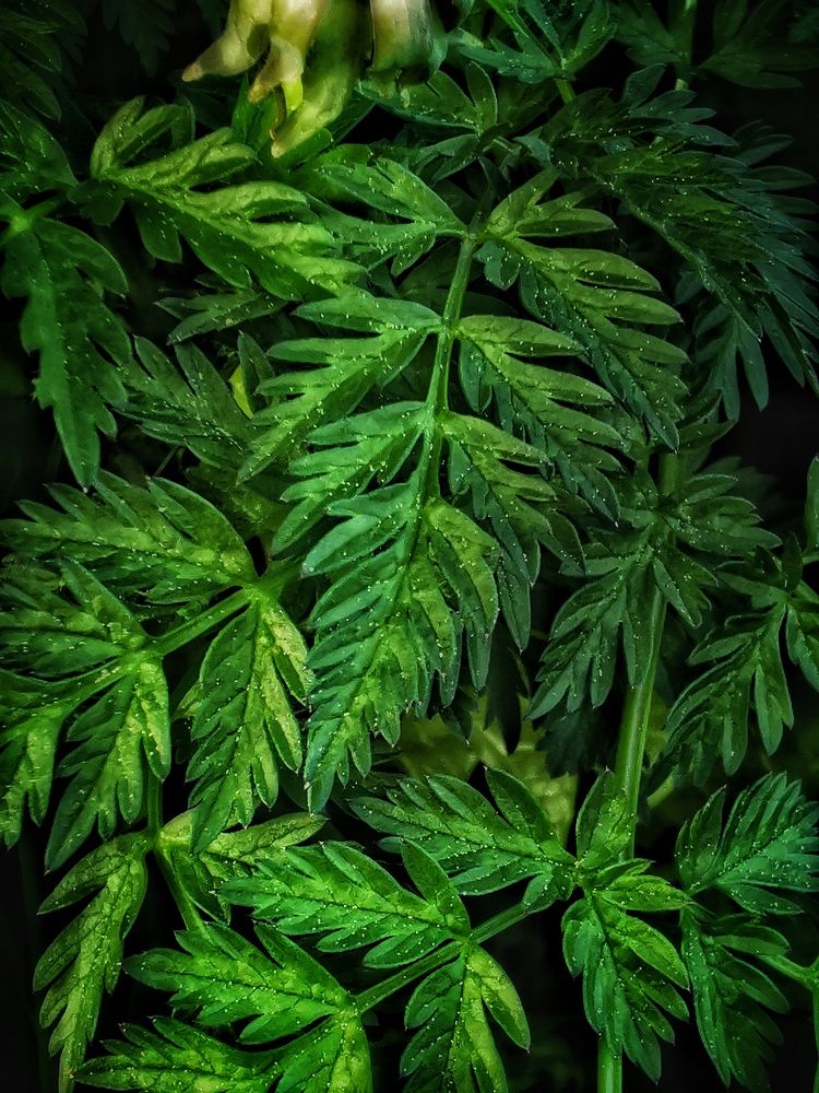 Photograph by Елена Артёменко