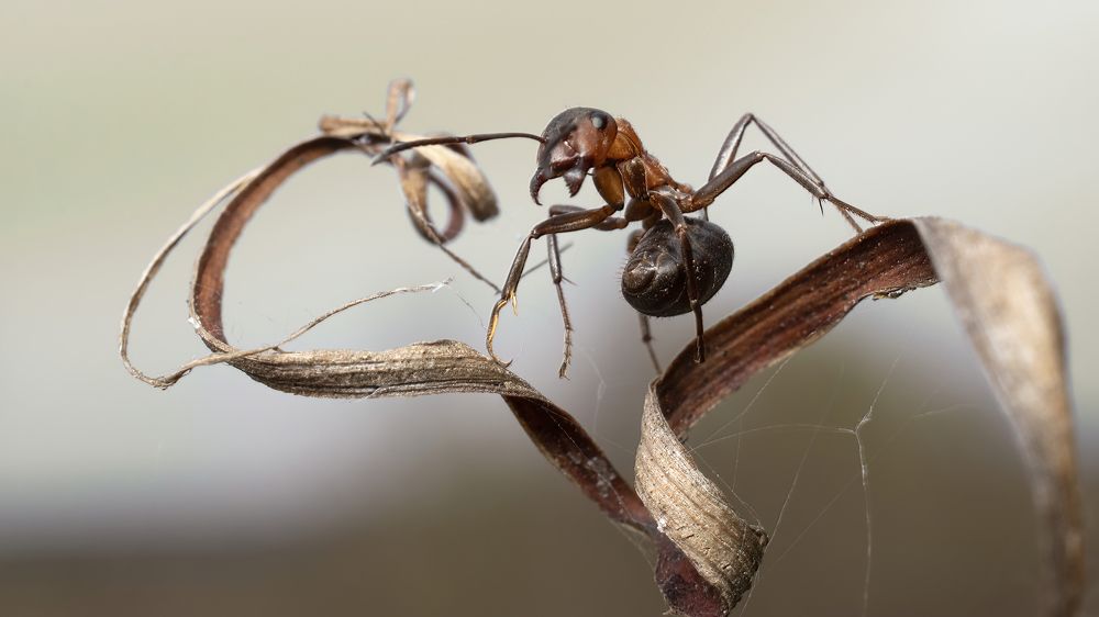 Photograph by Людмила Железнова