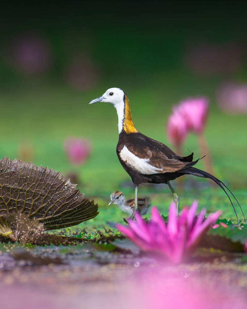 Photograph by Agnibho Saha