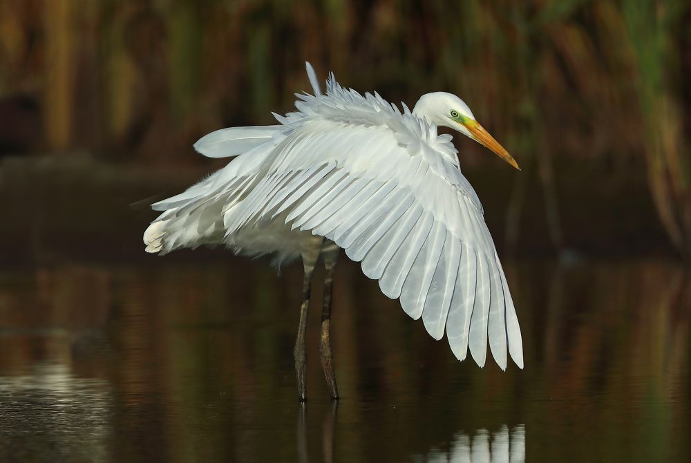 Фотография автора Гусар Александр