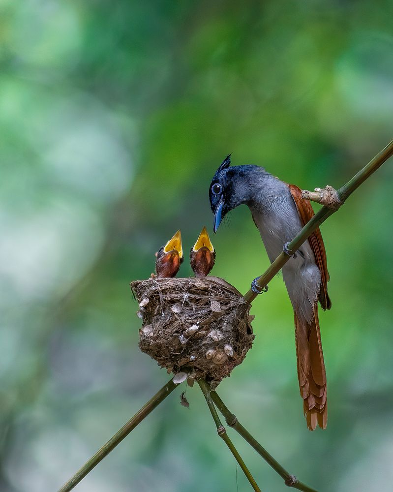 Photograph by Agnibho Saha