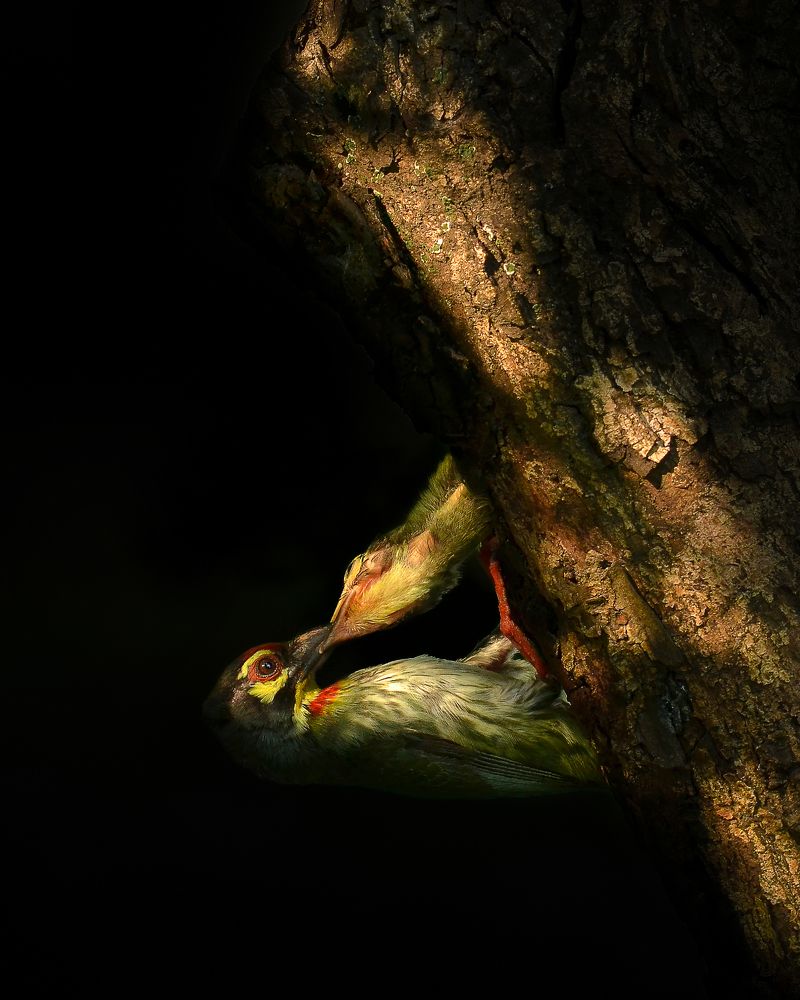 Photograph by Agnibho Saha