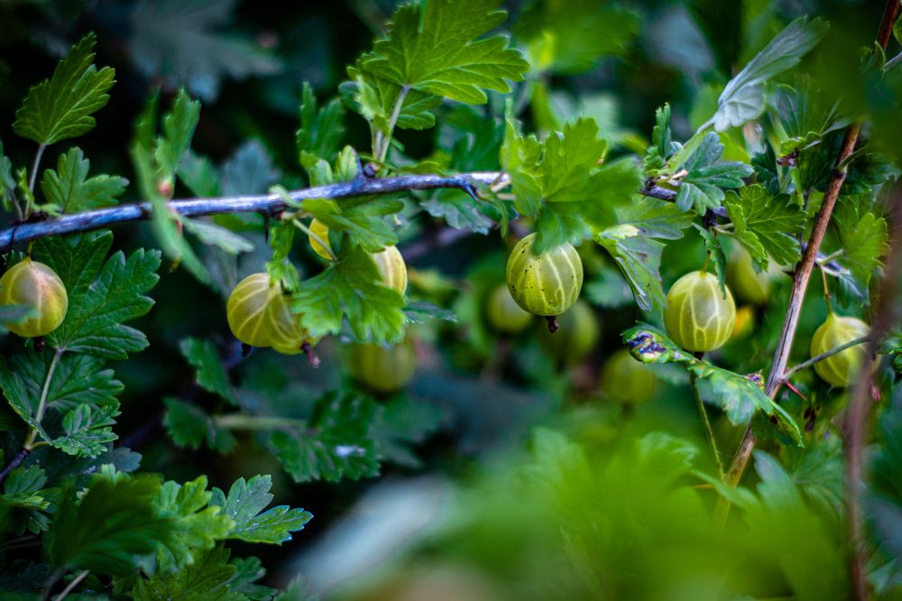 Photograph by Сергей Аникушин