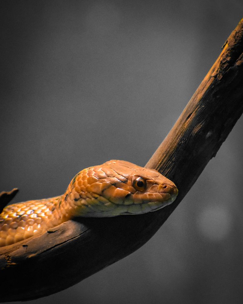Photograph by chinmaya senapati