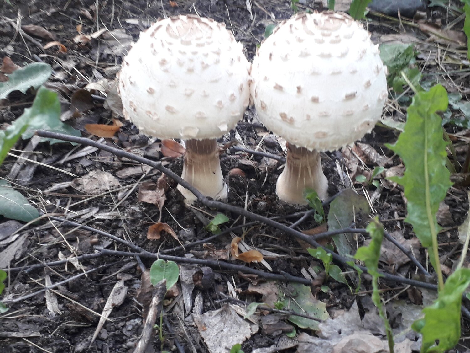 Photo #9375774