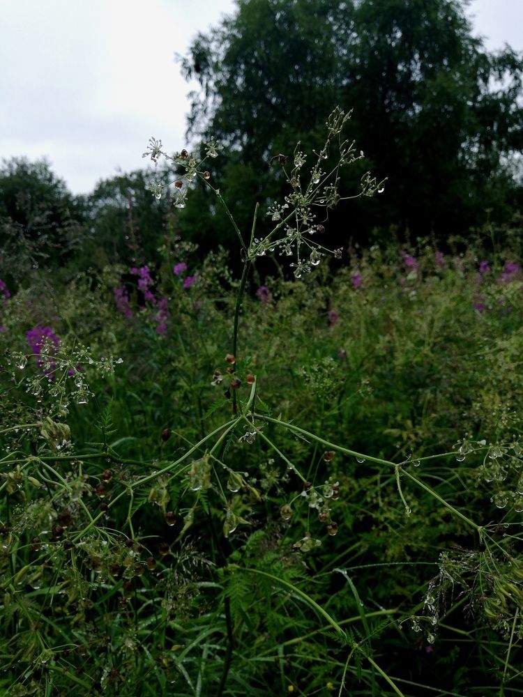 Фотография автора Татьяна Савранчук